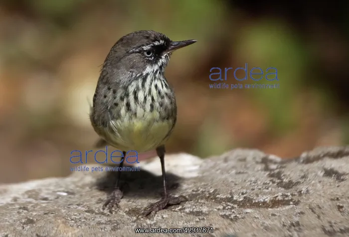 : White-browed / Spotted Scrubwren : White-browed / Spotted Scrubwren