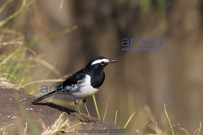 : White-browed Wagtail - On ground : White-browed Wagtail - On ground