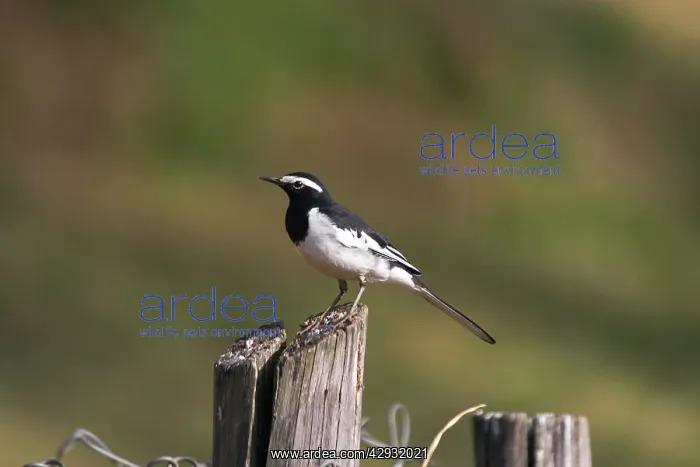 : White-browed Wagtail - Perched on post : White-browed Wagtail - Perched on post