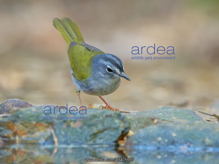 : White Browed Warbler Myiothlypis leucoblephara Atlantic : White Browed Warbler Myiothlypis leucoblephara Atlantic