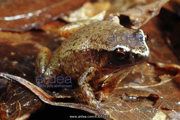 : White browed Whistling Frog : White browed Whistling Frog