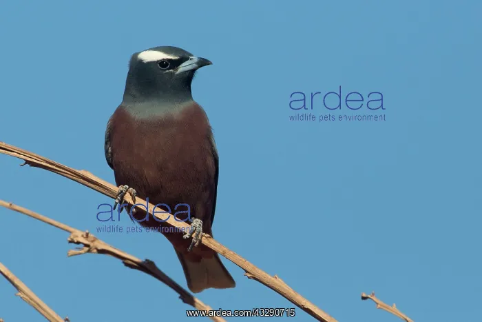 : White-browed Woodswallow : White-browed Woodswallow