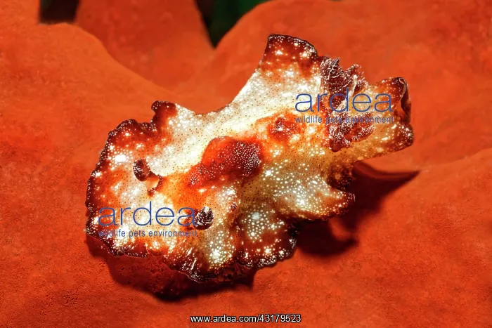  : White brown discus snail ( Discodoris boholensis)