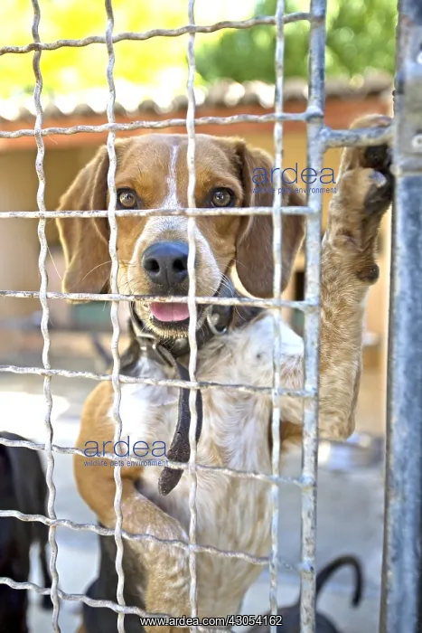 : White and brown mongrel dog at the SPCA in France : White and brown mongrel dog at the SPCA in France