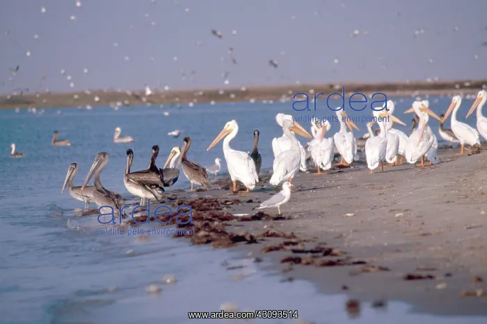 : White and Brown Pelicans : White and Brown Pelicans
