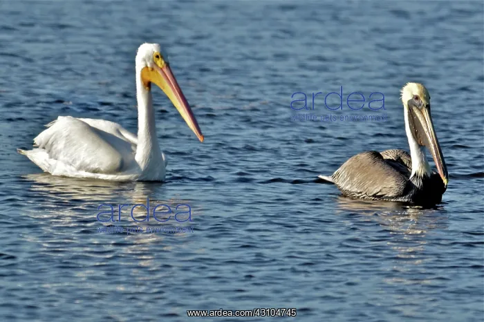 : White and Brown Pelicans : White and Brown Pelicans