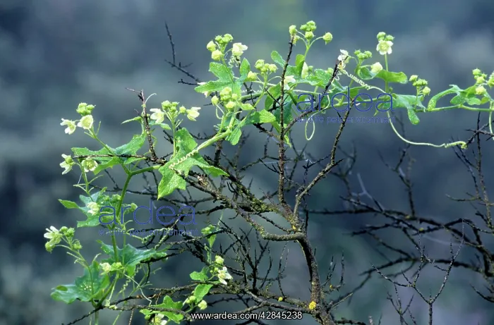 : White Bryony : White Bryony