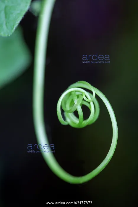 : White bryony, Bryonia dioica, Close side view of : White bryony, Bryonia dioica, Close side view of
