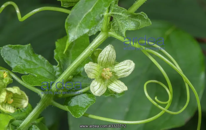 : White bryony, Bryonia dioica, in flower, with tendrils : White bryony, Bryonia dioica, in flower, with tendrils