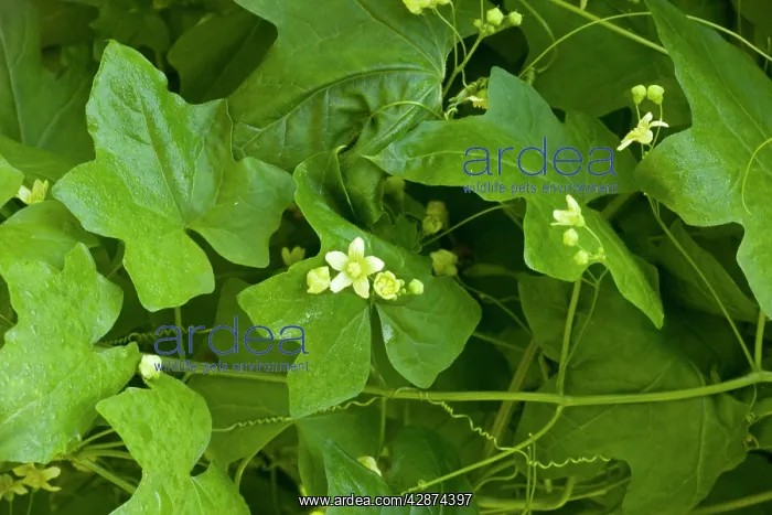 : White Bryony in flower : White Bryony in flower