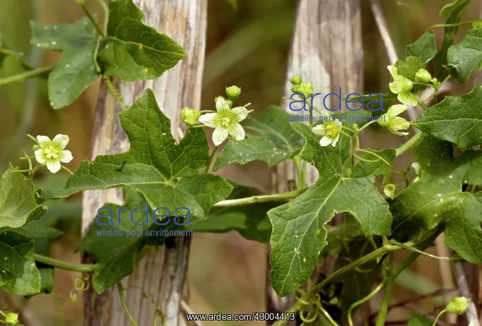 : White Bryony - in flower : White Bryony - in flower