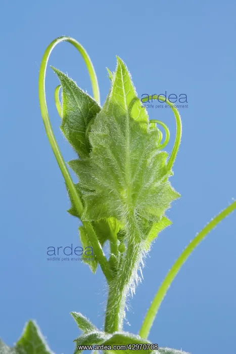 : White Bryony - leaf bud opening in spring : White Bryony - leaf bud opening in spring