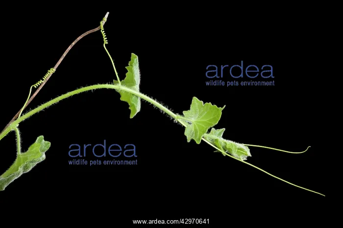: White Bryony - leaves opening in spring : White Bryony - leaves opening in spring
