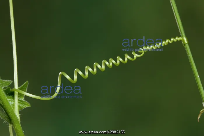 : White Bryony - Spiral : White Bryony - Spiral
