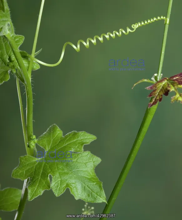 : White Bryony - Spiral : White Bryony - Spiral