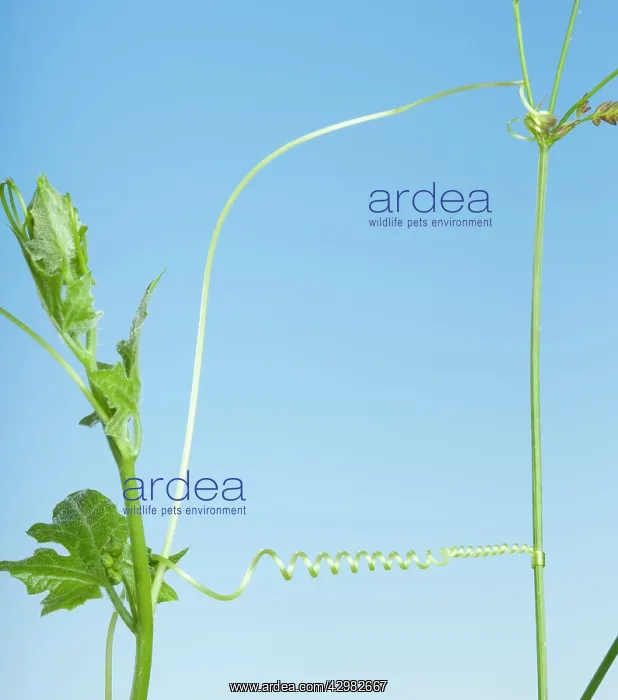 : White Bryony - Spiral : White Bryony - Spiral