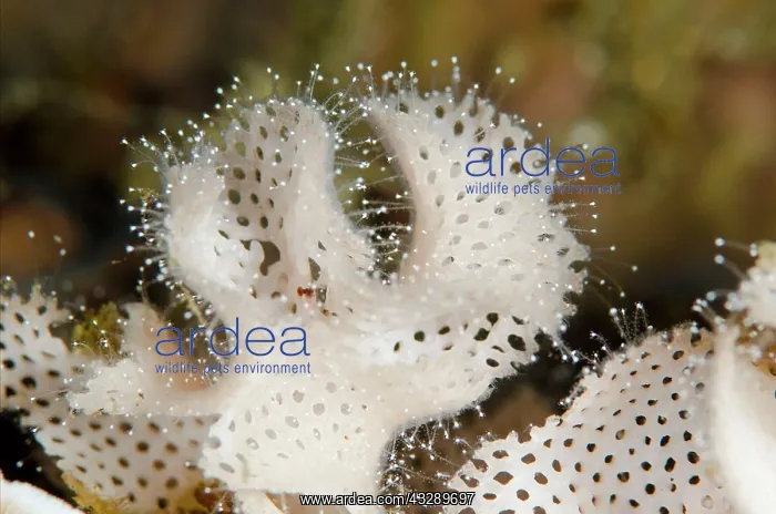 : White Bryozoan - aka Neptune's Lace : White Bryozoan - aka Neptune's Lace
