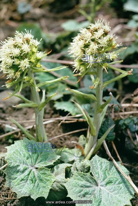  : White BUTTERBUR