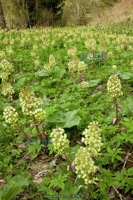 : White Butterbur : White Butterbur