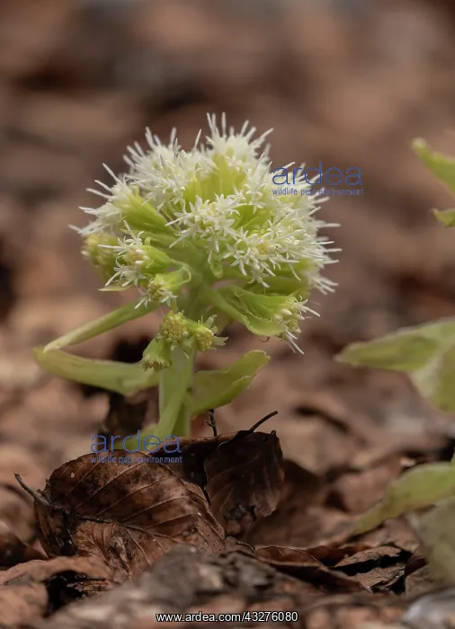 : White butterbur, Petasites albus, in flower in montane : White butterbur, Petasites albus, in flower in montane