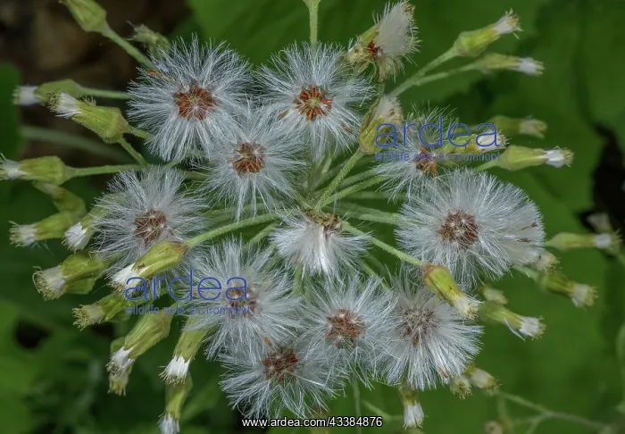 : White butterbur, Petasites albus in fruit. Verco : White butterbur, Petasites albus in fruit. Verco