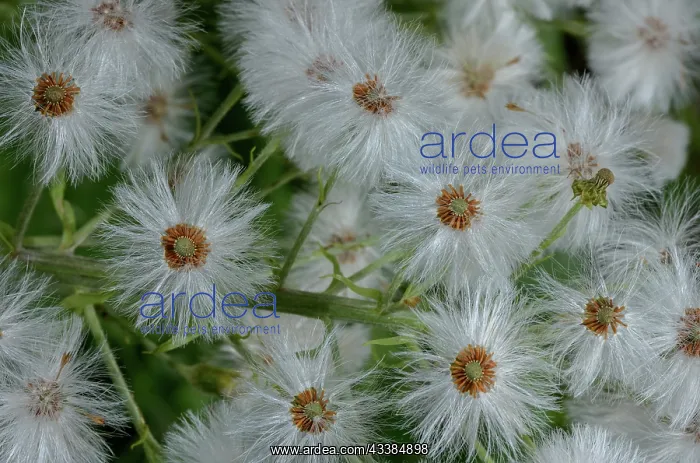: White butterbur, Petasites albus in fruit. Verco : White butterbur, Petasites albus in fruit. Verco