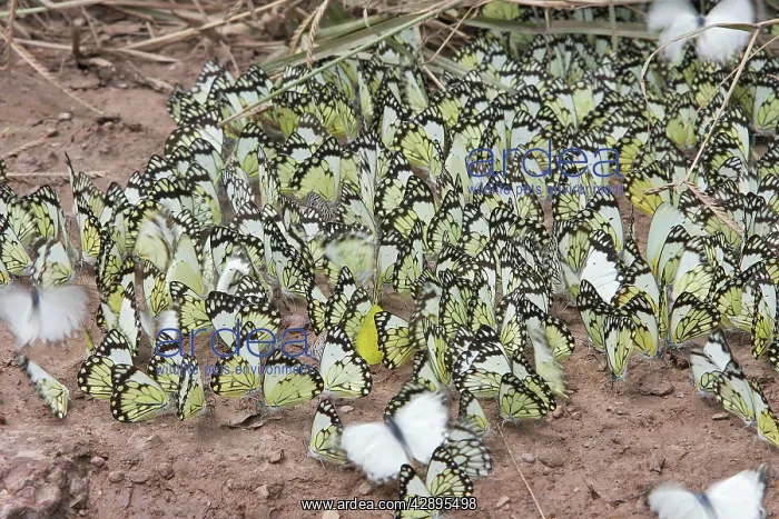 : White Butterfly : White Butterfly