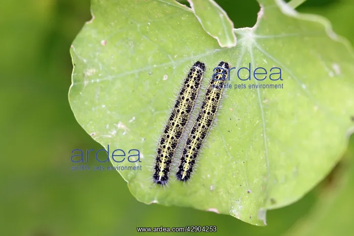 : White Butterfly - caterpillar : White Butterfly - caterpillar