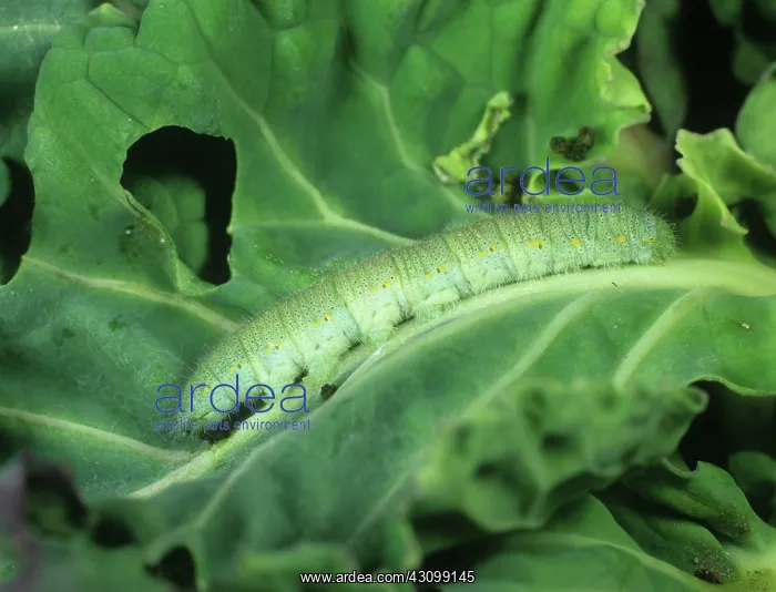 : White Butterfly Caterpillar Poisoned : White Butterfly Caterpillar Poisoned
