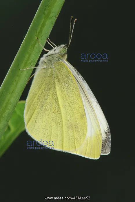 : White butterfly (Pieris brassicae) : White butterfly (Pieris brassicae)