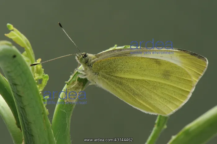 : White butterfly (Pieris brassicae) : White butterfly (Pieris brassicae)
