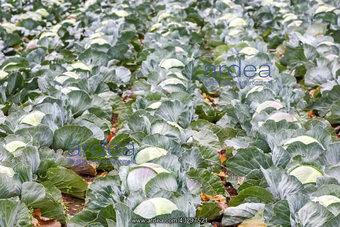: White cabbage (Brassica oleracea var. capitata f : White cabbage (Brassica oleracea var. capitata f