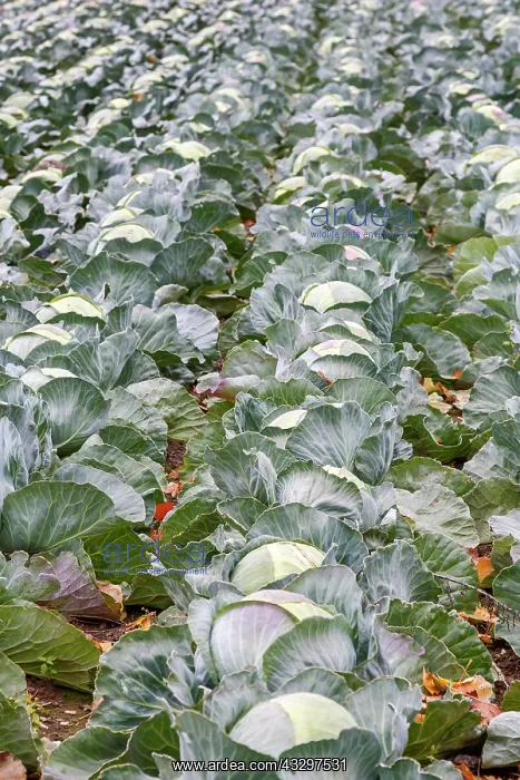  : White cabbage (Brassica oleracea var. capitata f