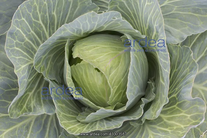 : White Cabbage - Cabbage head on a field - Germany : White Cabbage - Cabbage head on a field - Germany