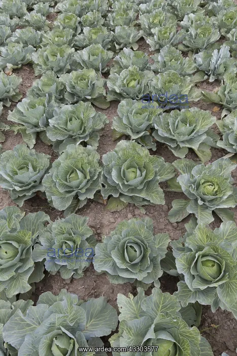 : White Cabbage - Cabbage heads on a field - Germany : White Cabbage - Cabbage heads on a field - Germany