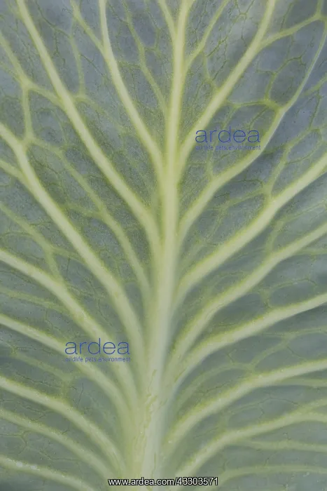 : White Cabbage - Close-up of leaf with well-visible : White Cabbage - Close-up of leaf with well-visible