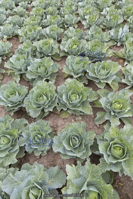 : White cabbage, Dutch cabbages (Brassica oleracea : White cabbage, Dutch cabbages (Brassica oleracea