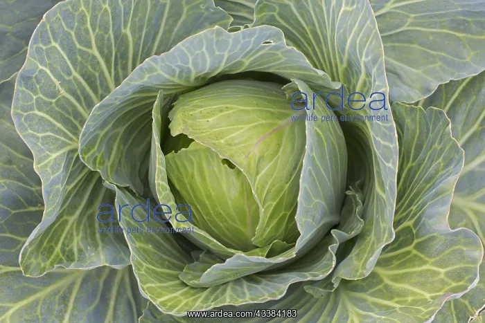 : White cabbage, Dutch cabbages (Brassica oleracea : White cabbage, Dutch cabbages (Brassica oleracea