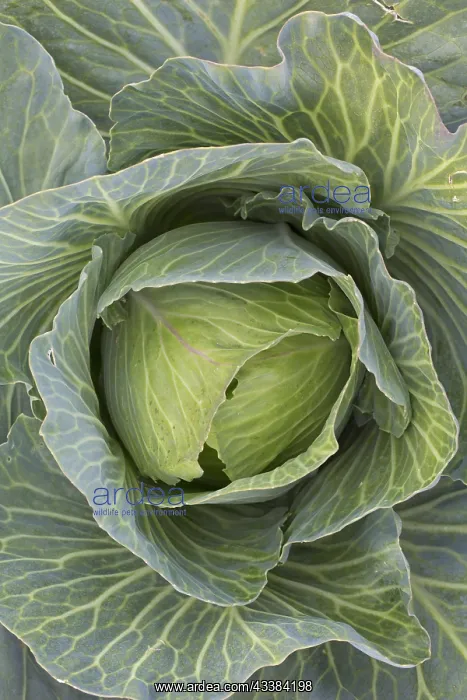 : White cabbage, Dutch cabbages (Brassica oleracea : White cabbage, Dutch cabbages (Brassica oleracea