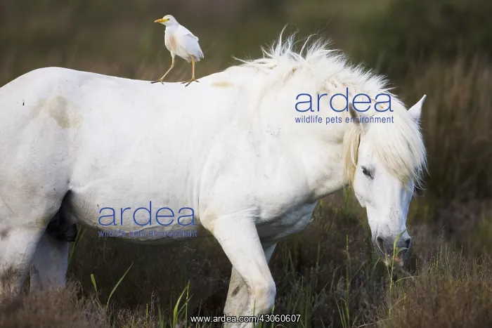 : White Camargue horse with cattle egret on its back Camargue : White Camargue horse with cattle egret on its back Camargue