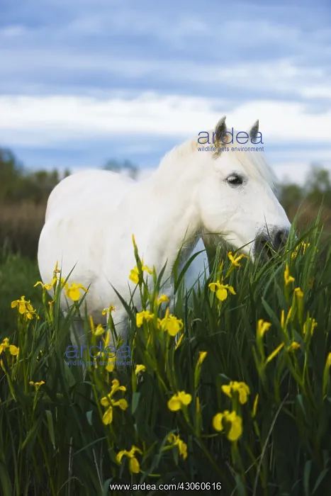 : White Camargue horse feeding on yellow iris Camargue France : White Camargue horse feeding on yellow iris Camargue France