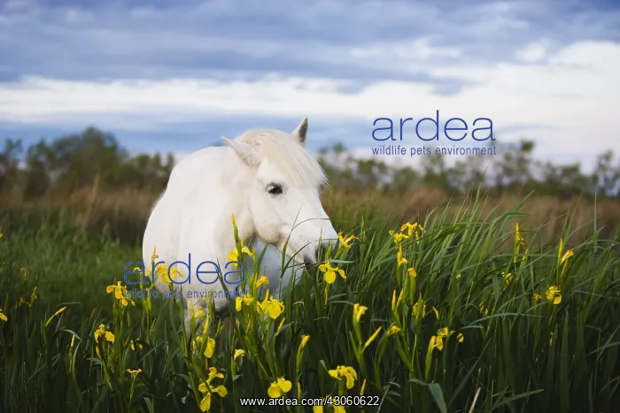  : White Camargue horse feeding on yellow iris Camargue France