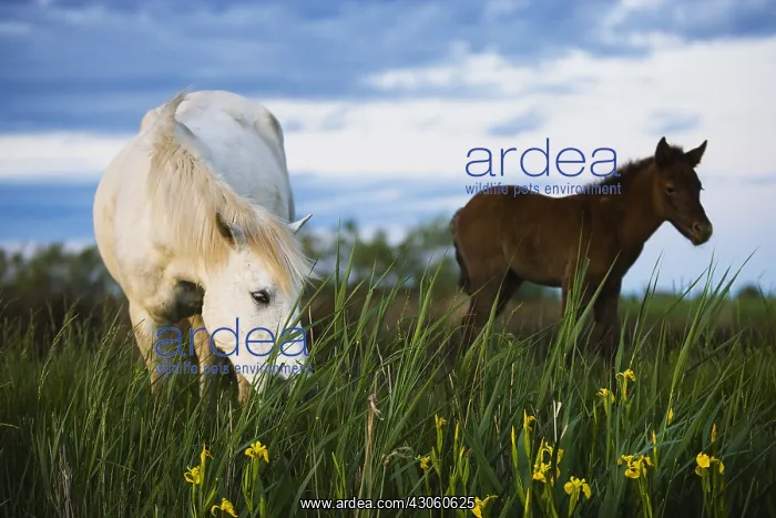 : White Camargue horse feeding on yellow iris Camargue France : White Camargue horse feeding on yellow iris Camargue France