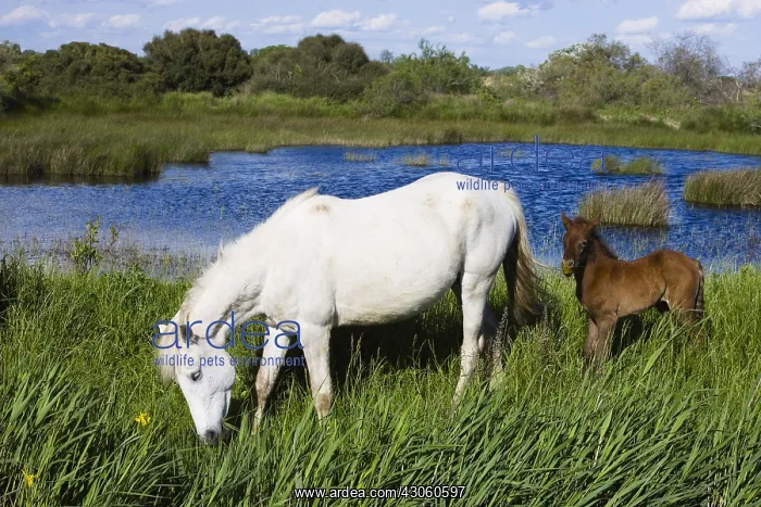 : White Camargue horse with foal Camargue France : White Camargue horse with foal Camargue France