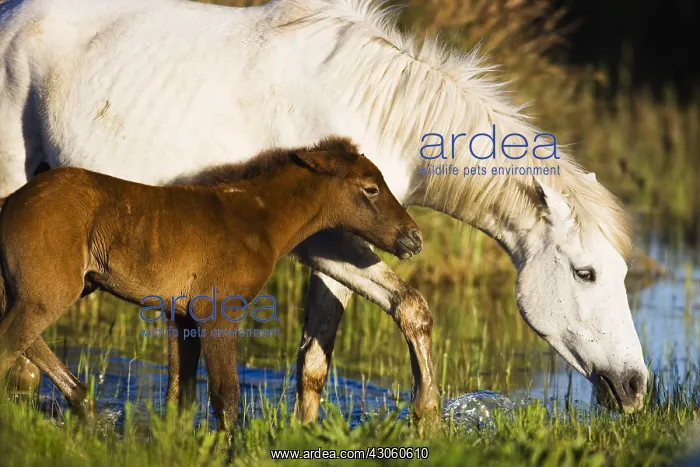 : White Camargue horse with foal Camargue France : White Camargue horse with foal Camargue France
