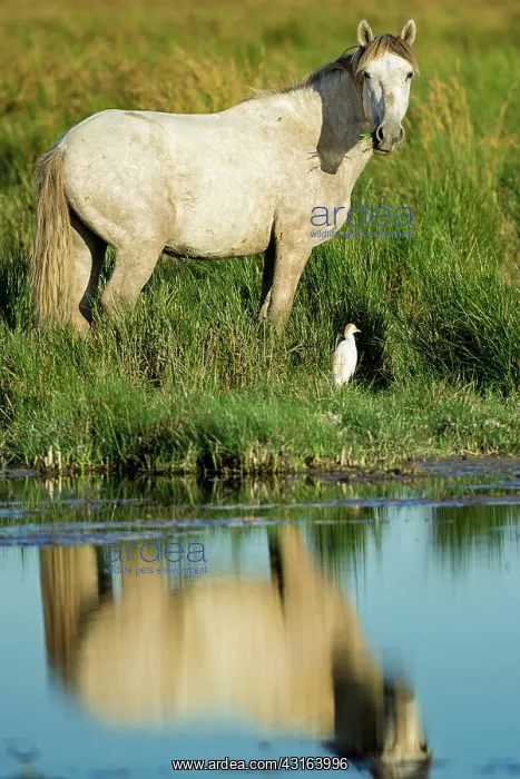 : White Camargue Horse - France : White Camargue Horse - France