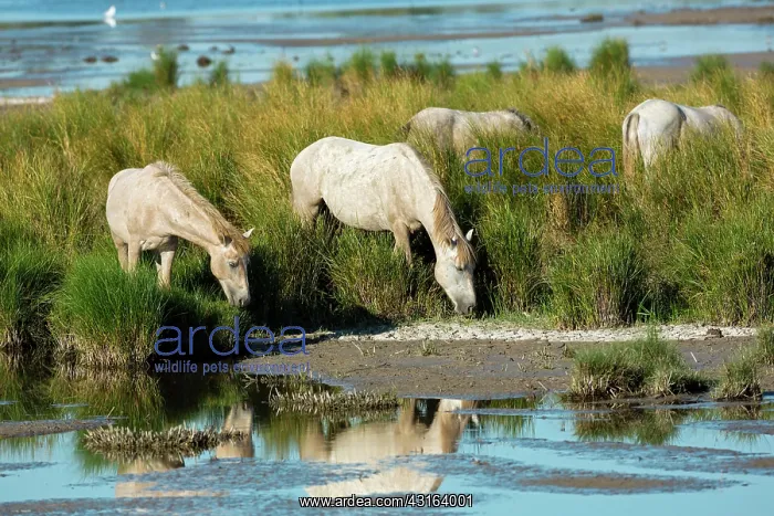 : White Camargue Horse - France : White Camargue Horse - France