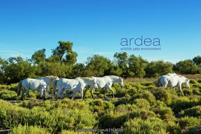 : White Camargue Horse - France : White Camargue Horse - France