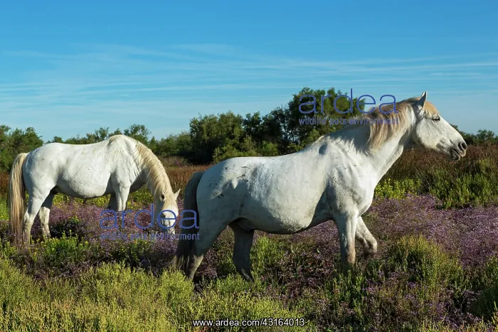 : White Camargue Horse - France : White Camargue Horse - France