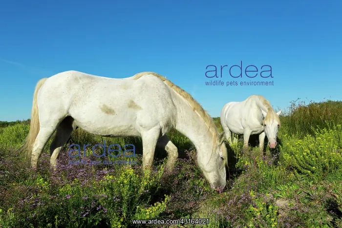 : White Camargue Horse - France : White Camargue Horse - France